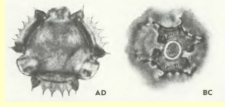 Осот полевой (Sonchus arvensis L.)-пыльцевые зерна Осот полевой (Sonchus arvensis L.)-пыльцевые зерна